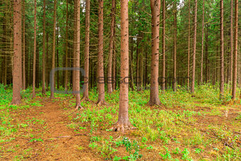 dense coniferous forest photographed in summer day