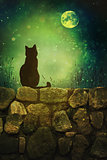 Black cat on rock wall Halloween night