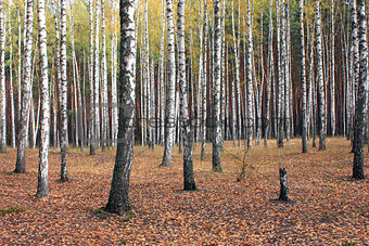 Birch trees in autumn forest in cloudy weather