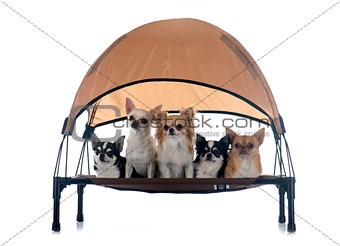 chihuahuas on four-poster