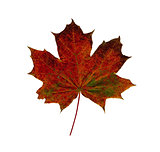 Red dry Maple leaf isolated on white background.