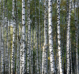 Autumn trunks birch trees