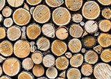 Background from dry wood logs stacked on each other