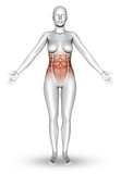 3D female figure with muscle map showing on torso