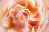Blur background of david austin roses