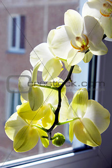 white orchid at the window