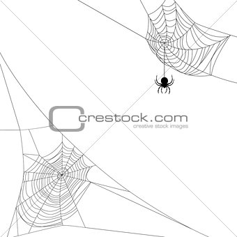 two spider webs