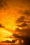flocks of starlings flying into a beautiful yellow sunset sky