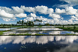 Rice Field in Bali
