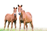 Brown mare and foal on white background