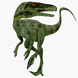 Juravenator Jurassic Dinosaur