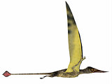 Rhamphorhynchus in Flight
