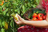 Woman picking fresh vegetables in the garden - closeup