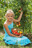  Young girl picking tomatoes in the summer garden