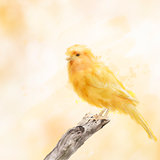 Yellow Bird Watercolor