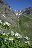 mountain landscape with white flowers