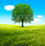 Big tree and green fields