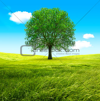 Big tree and green fields