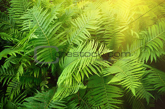 Vintage photo of lush green fern. Pteridium aquilinum