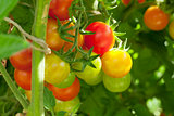 Homegrown cherry tomatoes