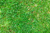 Green grass field meadow