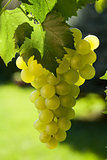 Vine and bunch of grapes
