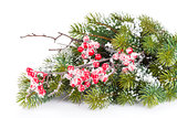 Christmas fir tree branch with holly berry