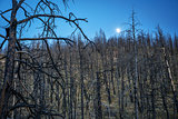 Pine trees burned by wildfire