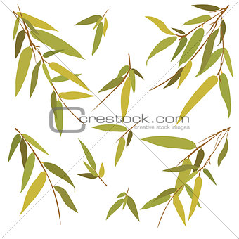 Bamboo branches isolated on white background.