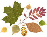 Set of autumn leaves. Rowan leaf, maple leaf, birch leaf