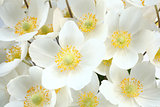 Anemone sylvestris (snowdrop anemone)