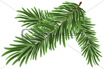Green lush spruce branch. Fir branches