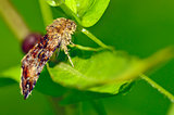 Gypsy moth butterfly