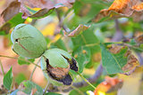 ripe walnut on a tree