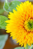  decorative sunflower
