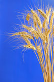 Spikelets and grains of wheat