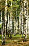 Birch in the autumn forest 