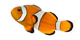 Side view of an Ocellaris clownfish, Amphiprion ocellaris, isola