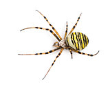 Wasp spider viewed from up high, Argiope bruennichi, isolated on