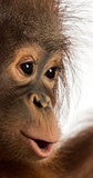 Close-up of a young Bornean orangutan's profile, Pongo pygmaeus,