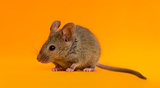 Wood mouse in front of an orange background