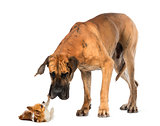 Great dane looking at a Chihuahua in front of a white background