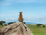 Cheetah sitting on a rock and looking away, Serengeti, Tanzania