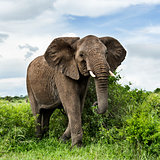 Elephant walking, Serengeti, Tanzania