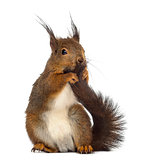 Red squirrel in front of a white background