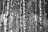 Trunks birch trees black and white