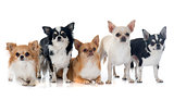 group of chihuahuas