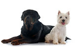 west highland terrier and rottweiler