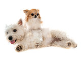 west highland terrier and chihuahua