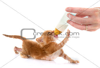 sucking ginger kitten